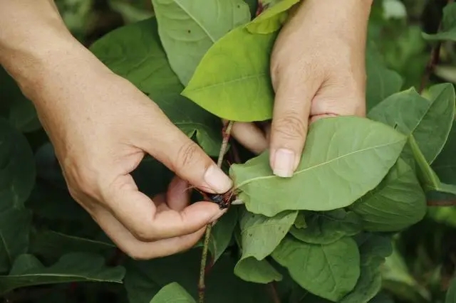 绥阳：打好中药材“经济牌” 算好群众“增收账”